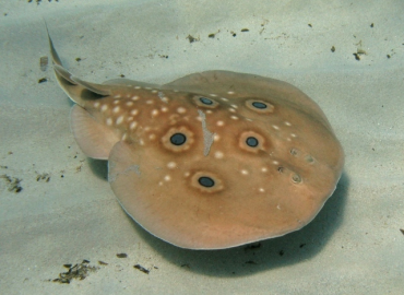 Torpedo torpedo Torpedo torpedo