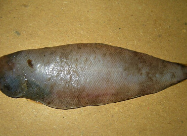 Symphurus nigrescens