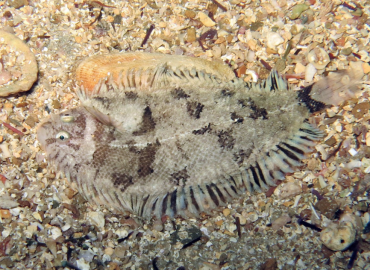 Monochirus hispidus