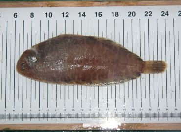 Microchirus variegatus