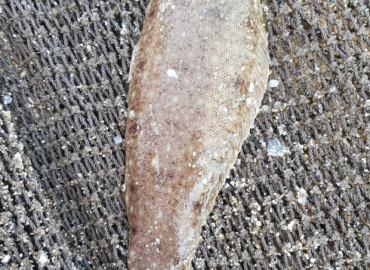 Dicologlossa cuneata