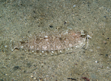 Arnoglossus imperialis