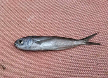 Cubiceps gracilis fotoğrafı 1
