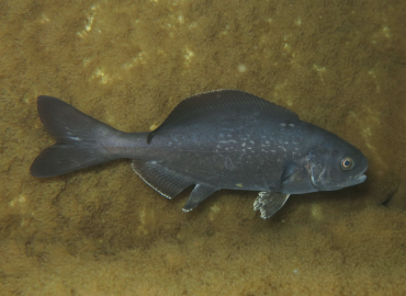 Centrolophus niger (Kara Balık)