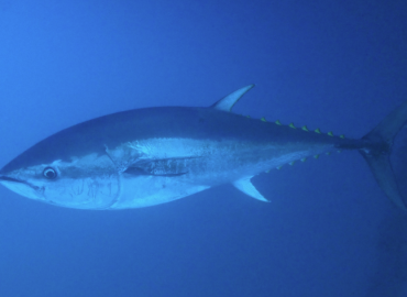 Thunnus thynnus fotoğrafı 1