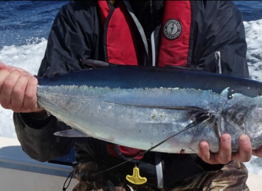 Thunnus alalunga (Uzun Yüzgeçli Orkinos)