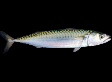 Scomber scombrus Scomber scombrus