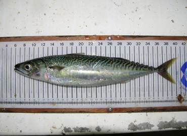 Scomber colias Scomber colias