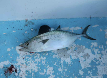 Orcynopsis unicolor Orcynopsis unicolor