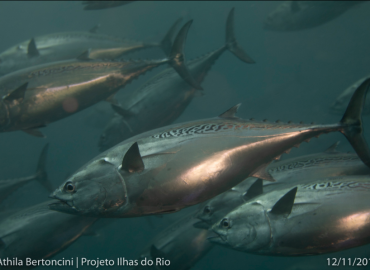 Euthynnus alletteratus Euthynnus alletteratus