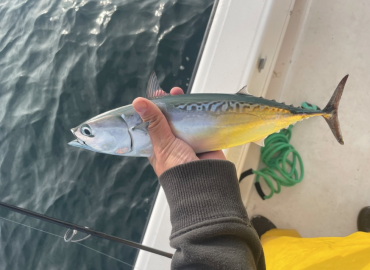 Auxis rochei Auxis rochei