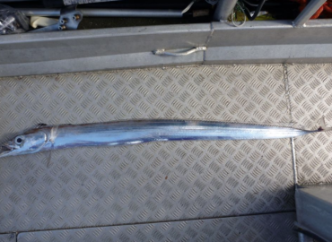 Lepidopus caudatus Lepidopus caudatus