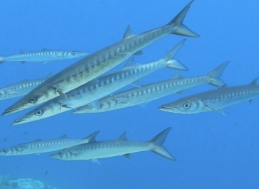 Sphyraena viridensis (Akdeniz Baraküdası)