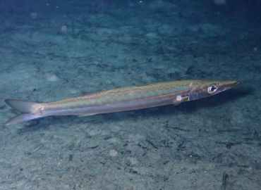 Sphyraena sphyraena fotoğrafı 1