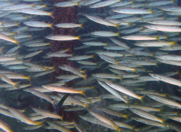 Sphyraena flavicauda (Sarı Kuyruklu Baraküda)