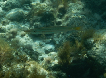 Sphyraena chrysotaenia (Sarı Çizgili Baraküda)