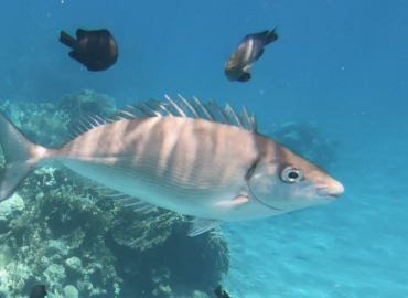 Siganus rivulatus fotoğrafı 1