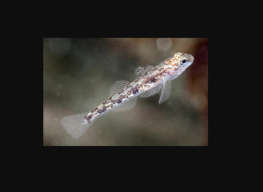 Pomatoschistus adriaticus fotoğrafı 1