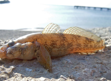 Neogobius platyrostris (Pallas, 1814) fotoğrafı 1