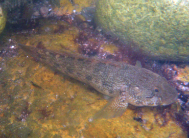 Ponticola eurycephalus fotoğrafı 1