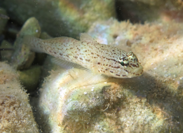 Gobius bucchichi Gobius bucchichi