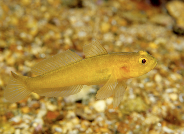 Gobius auratus Gobius auratus