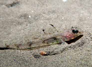 Deltentosteus quadrimaculatus Deltentosteus quadrimaculatus