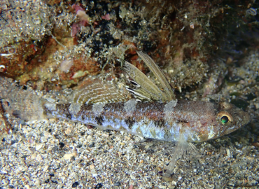 Deltentosteus collonianus Deltentosteus collonianus