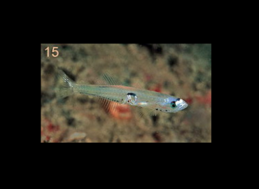 Crystallogobius linearis Crystallogobius linearis