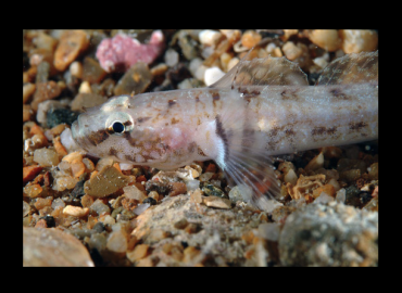 Chromogobius zebratus Chromogobius zebratus