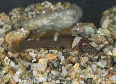 Chromogobius quadrivittatus Chromogobius quadrivittatus