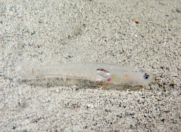 Aphia minuta Aphia minuta