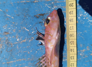 Synchiropus phaeton Synchiropus phaeton