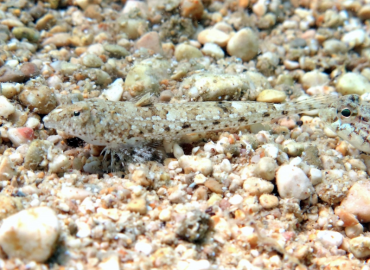 Callionymus risso Callionymus risso