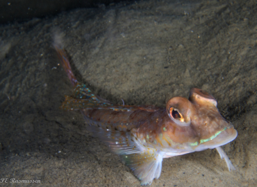Callionymus maculatus Callionymus maculatus