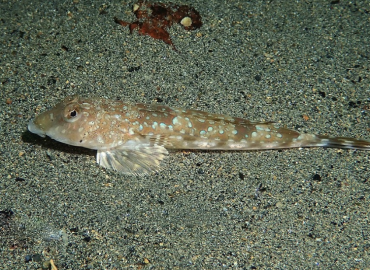 Callionymus lyra Callionymus lyra