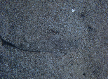 Callionymus filamentosus Callionymus filamentosus