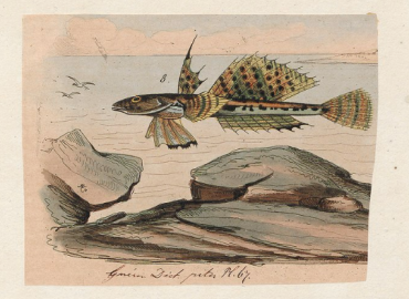 Callionymus fasciatus Callionymus fasciatus