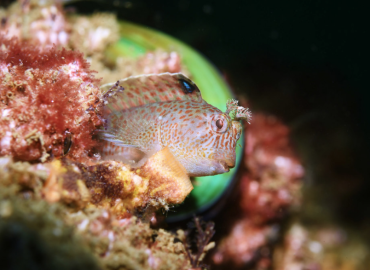 Parablennius thysanius Parablennius thysanius