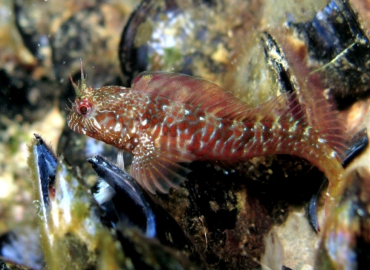 Parablennius incognitus Parablennius incognitus