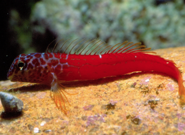 Microlipophrys nigriceps Microlipophrys nigriceps