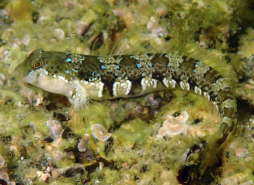 Microlipophrys dalmatinus Microlipophrys dalmatinus