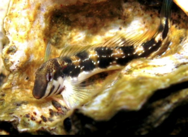 Microlipophrys adriaticus Microlipophrys adriaticus