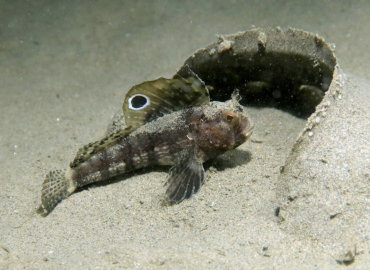 Blennius ocellaris Blennius ocellaris