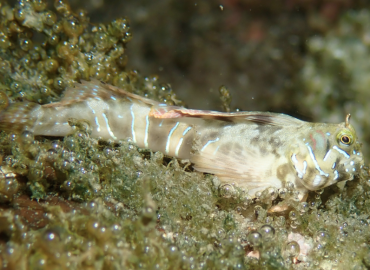 Aidablennius sphynx Aidablennius sphynx