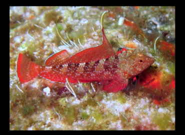 Tripterygion tripteronotus fotoğrafı 1