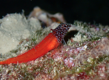 Tripterygion minor (Küçük Triplefin)