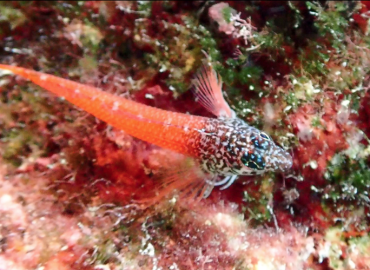 Tripterygion melanurus (Melanurus)