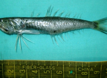 Champsodon nudivittis