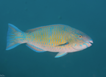 Scarus ghobban Scarus ghobban